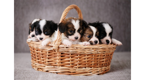 Jaką karmę podawać szczeniętom?