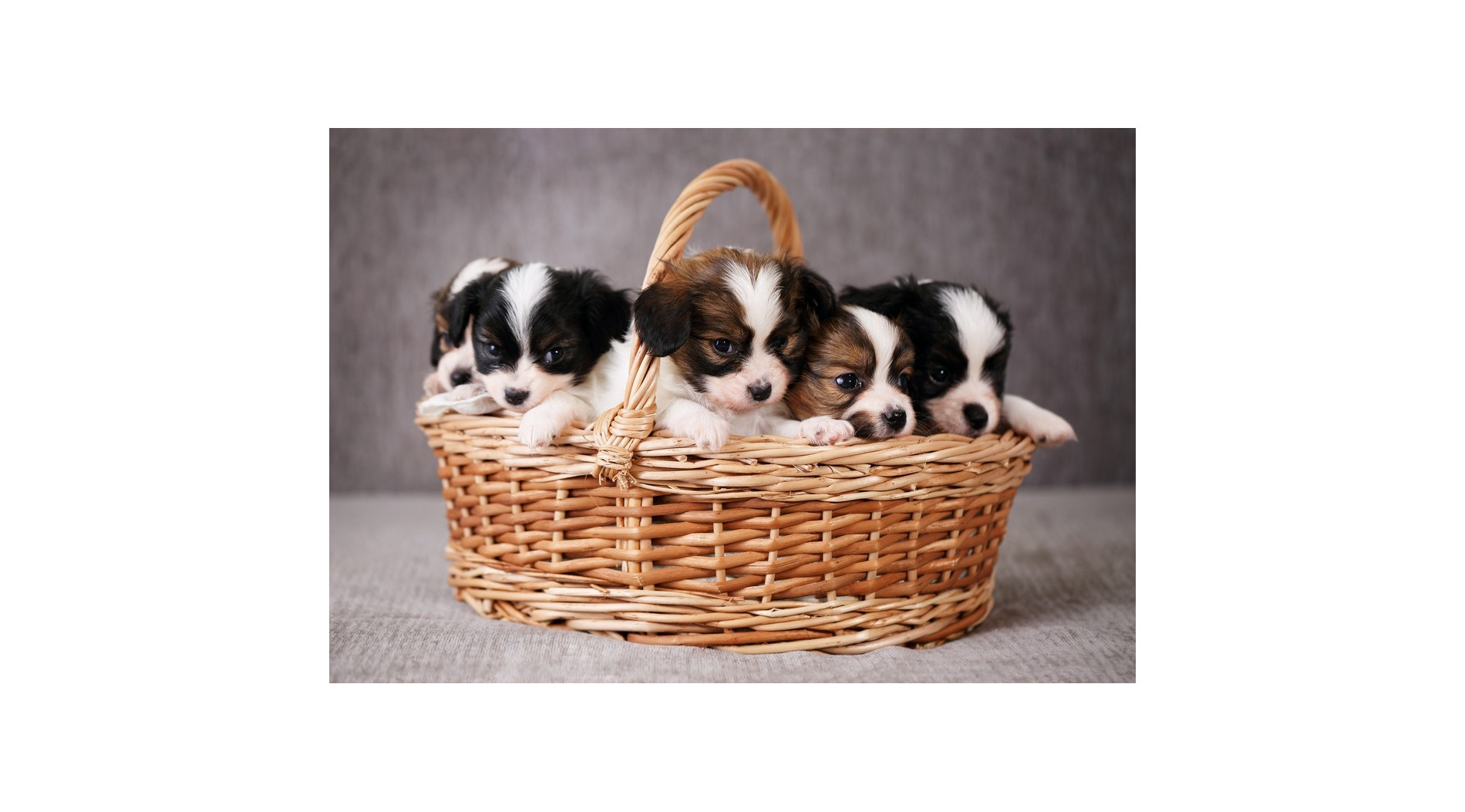 Jaką karmę podawać szczeniętom?