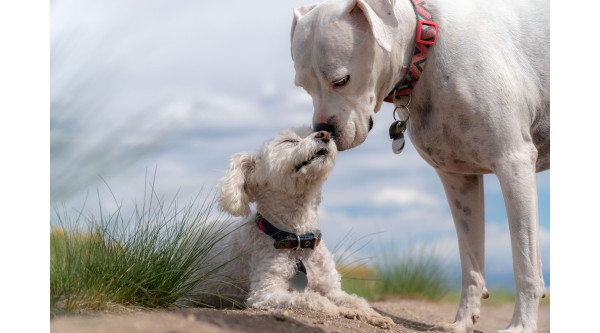 Problemy skórne u psów – jak leczyć i zapobiegać?
