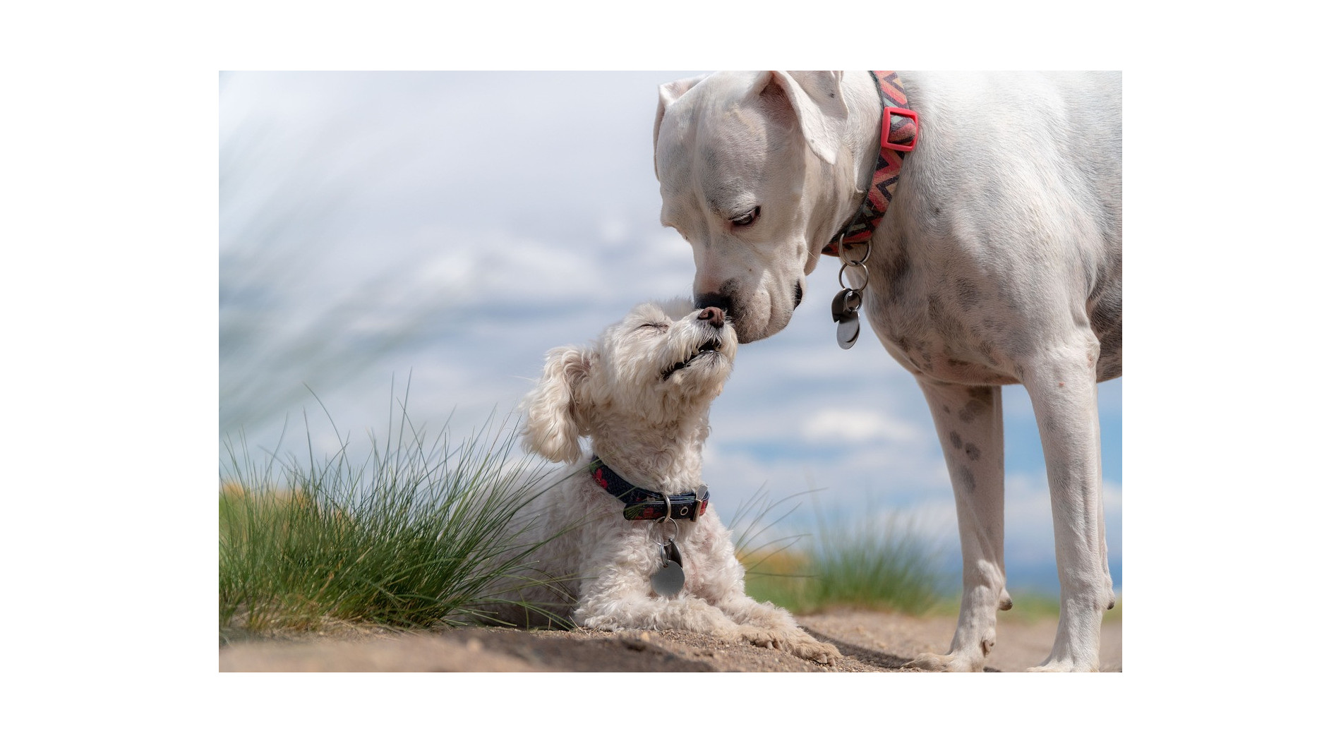 Problemy skórne u psów – jak leczyć i zapobiegać?