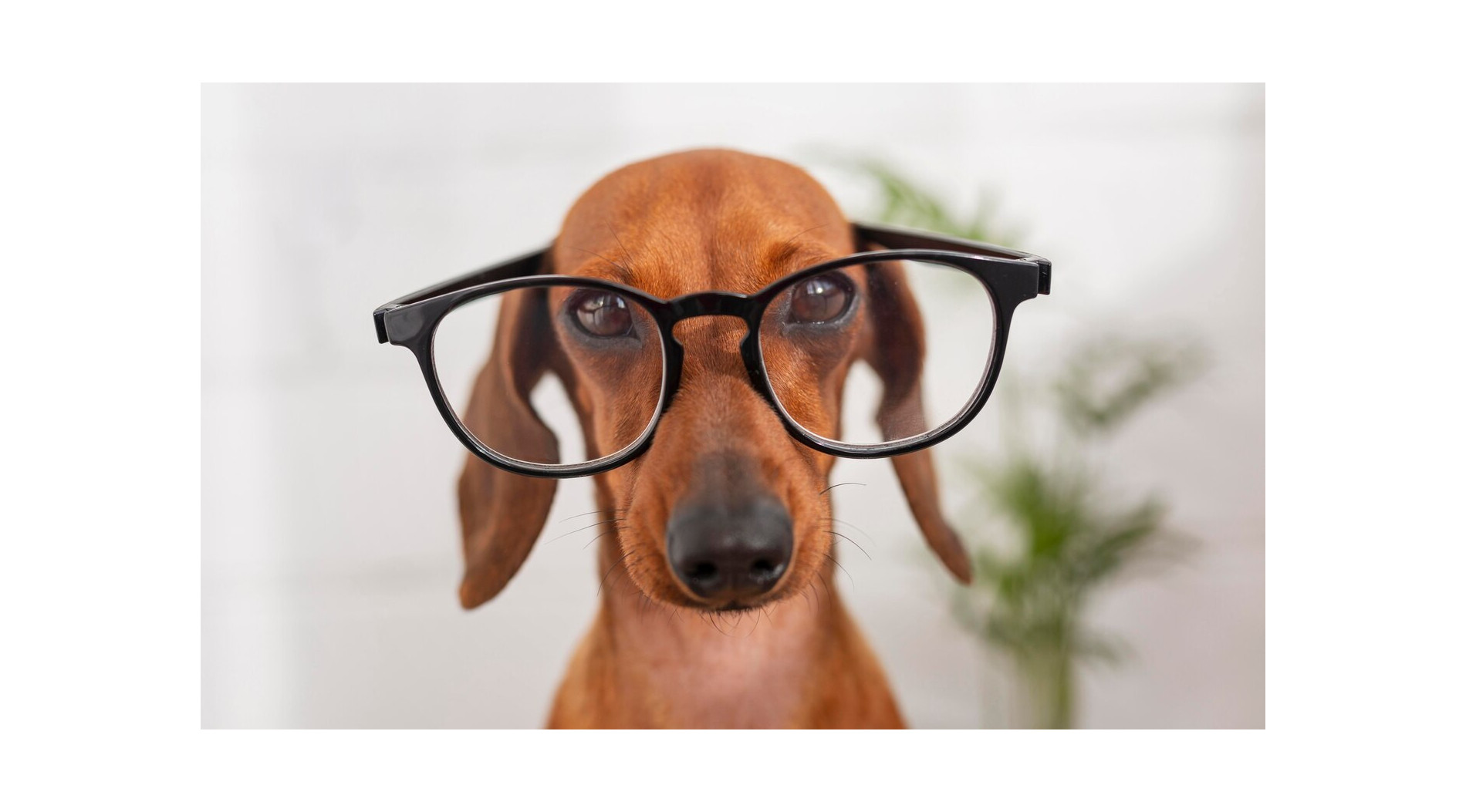 Problemy psa ze wzrokiem – przyczyny, objawy i sposoby leczenia