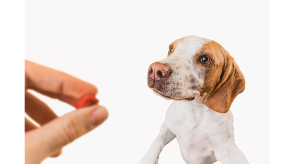 Probiotyki i prebiotyki w diecie psa – jak działają, kiedy są potrzebne i jakie dają efekty?