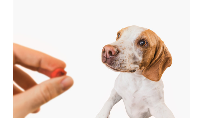 Probiotyki i prebiotyki w diecie psa – jak działają, kiedy są potrzebne i jakie dają efekty?