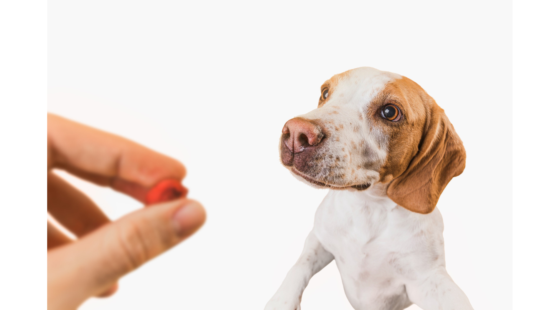 Probiotyki i prebiotyki w diecie psa – jak działają, kiedy są potrzebne i jakie dają efekty?