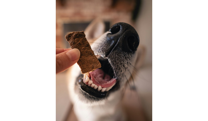 Hipoalergiczne snacki dla psów – kiedy je stosować i jak łączyć z karmą i suplementacją?