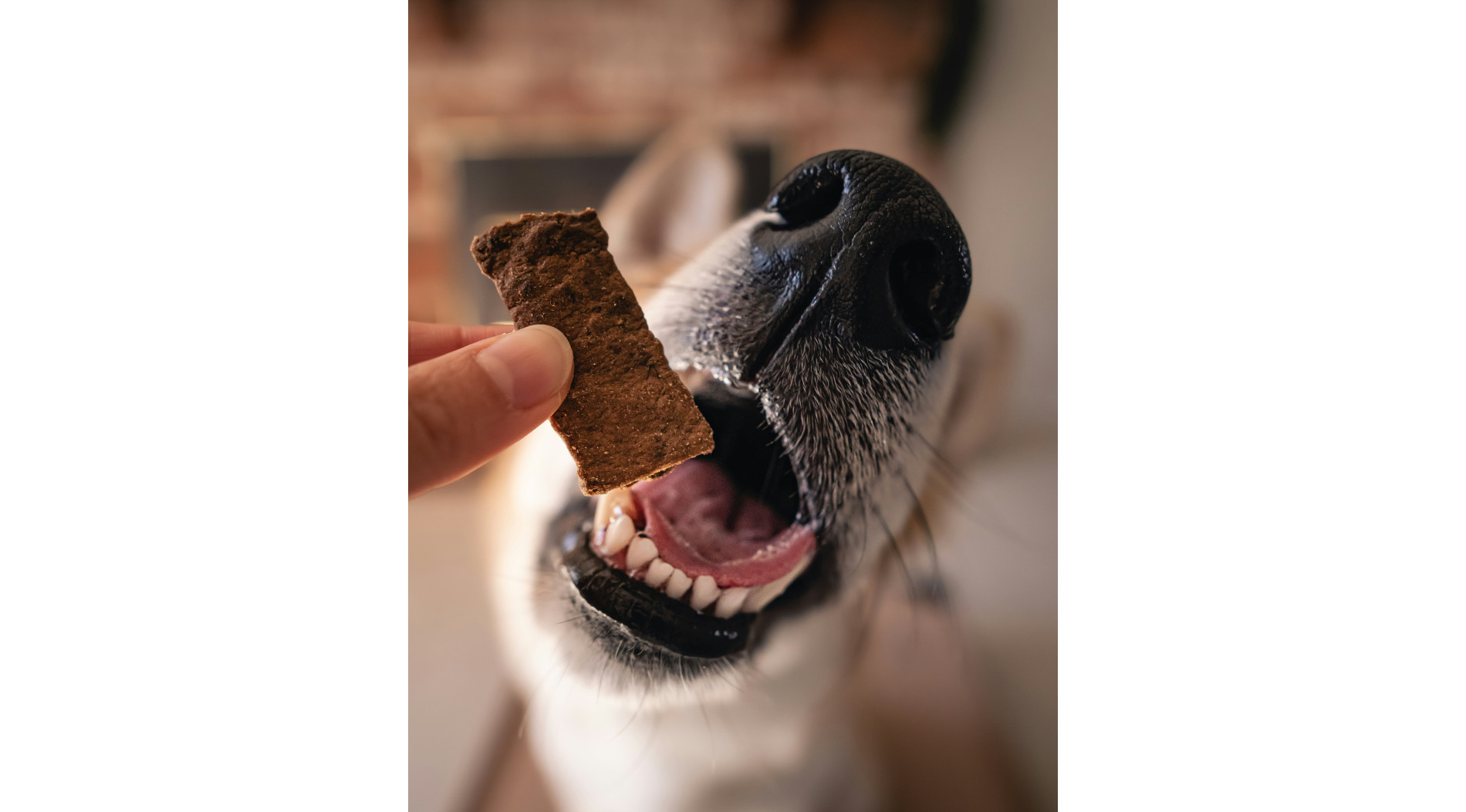 Hipoalergiczne snacki dla psów – kiedy je stosować i jak łączyć z karmą i suplementacją?