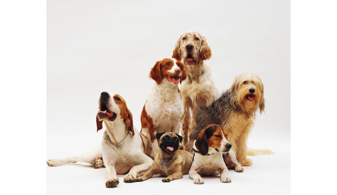 Dieta eliminacyjna u psa