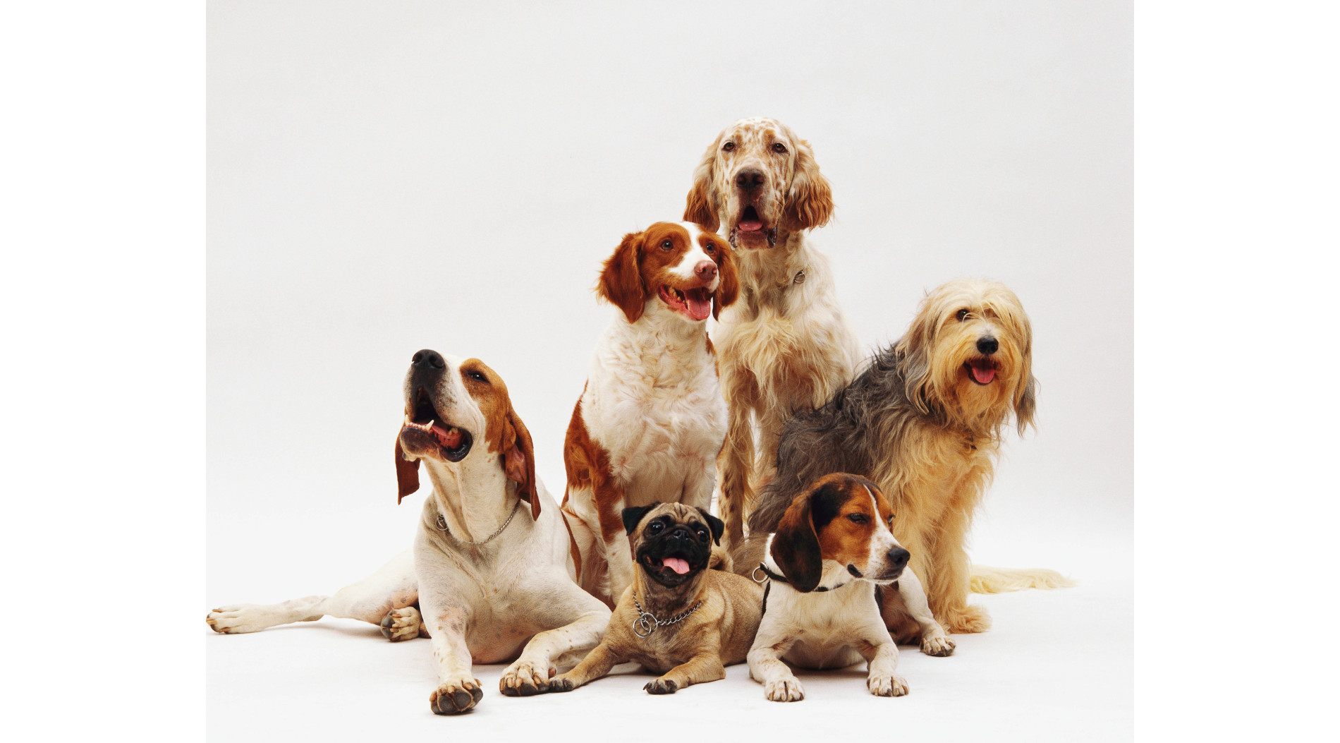 Dieta eliminacyjna u psa