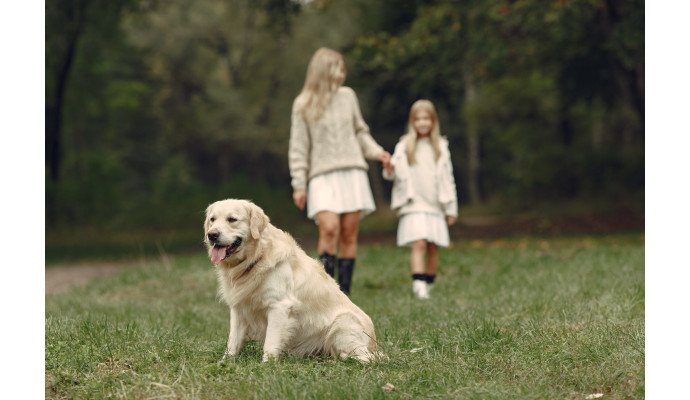 Zachowania golden retrieverów i ludzi są napędzane przez te same geny.