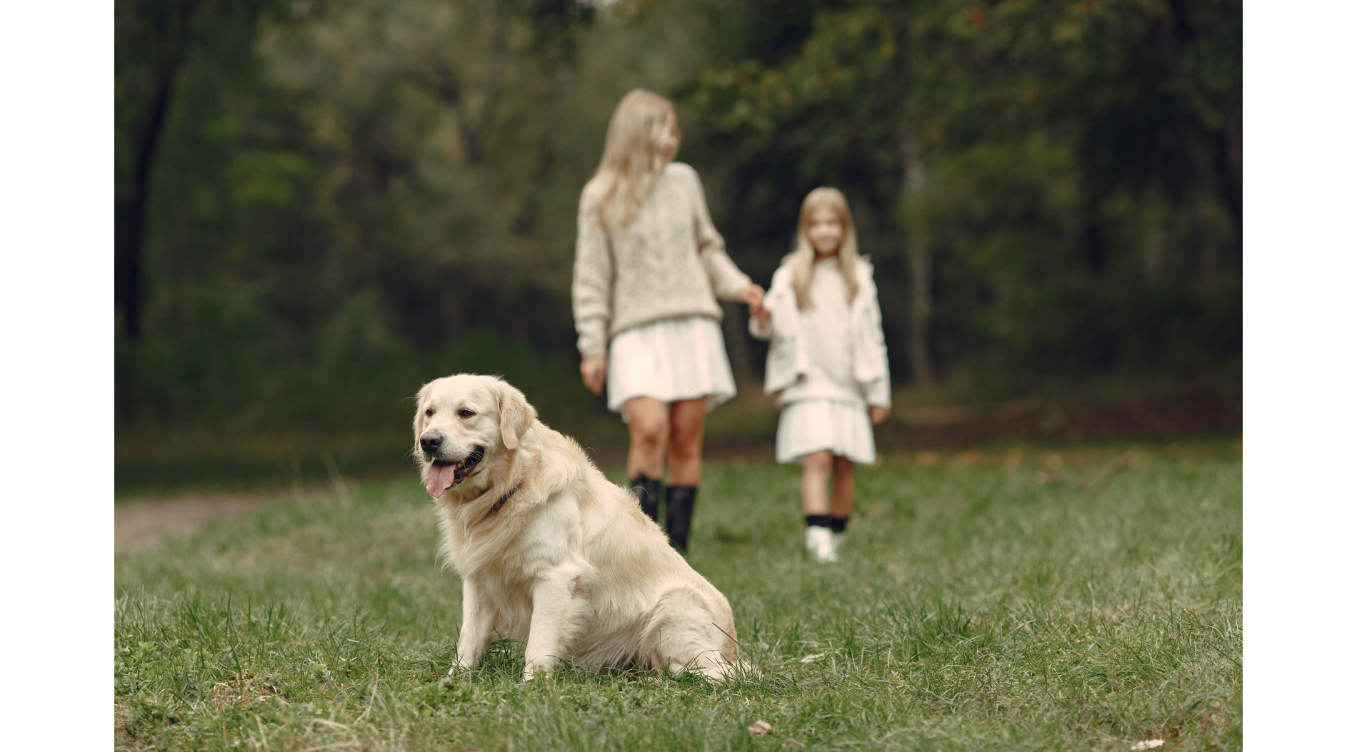 Zachowania golden retrieverów i ludzi są napędzane przez te same geny.
