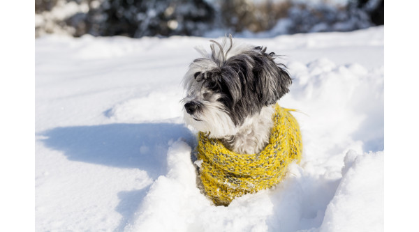 Jak dbać o odporność psa? Kompletny poradnik + praktyczne wskazówki