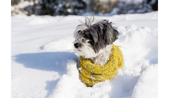 Jak dbać o odporność psa? Kompletny poradnik + praktyczne wskazówki