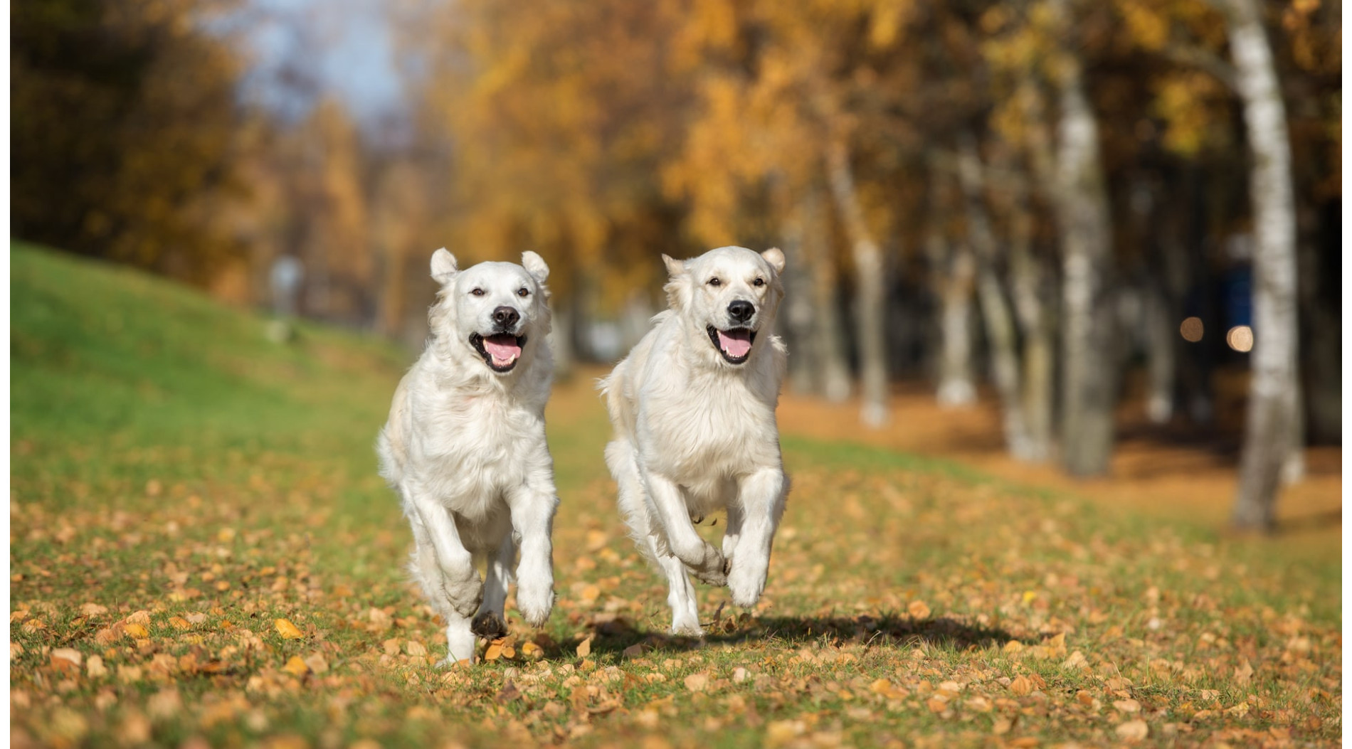 Kiedy Twój pies cierpi na problemy ze stawami lub poruszaniem się?