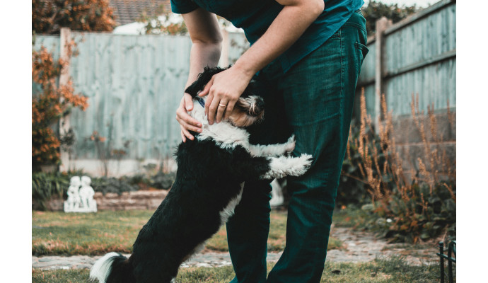 Jak nauczyć psa podstawowych komend - krok po kroku