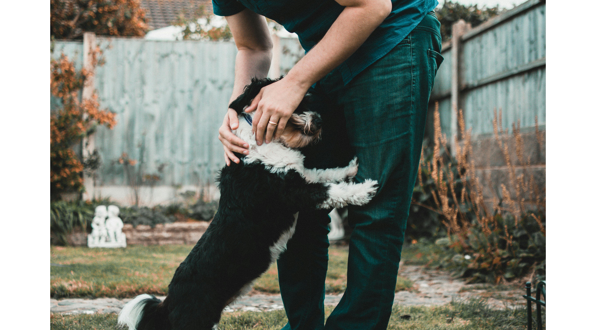 Jak nauczyć psa podstawowych komend - krok po kroku