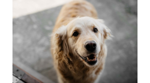 Olej z łososia dla psa - jakie daje efekty?