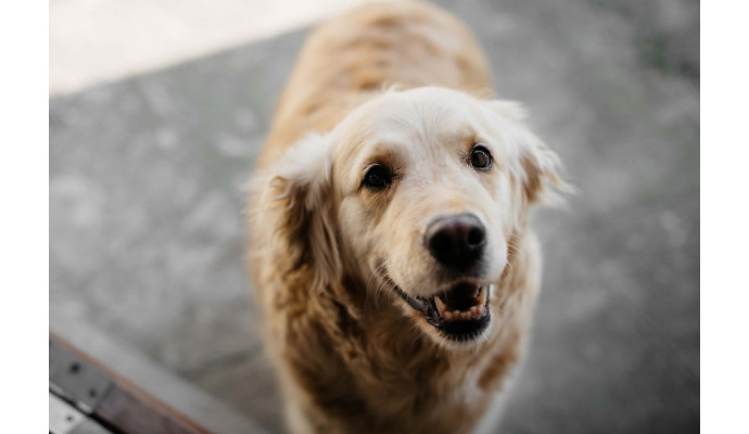 Olej z łososia dla psa - jakie daje efekty?