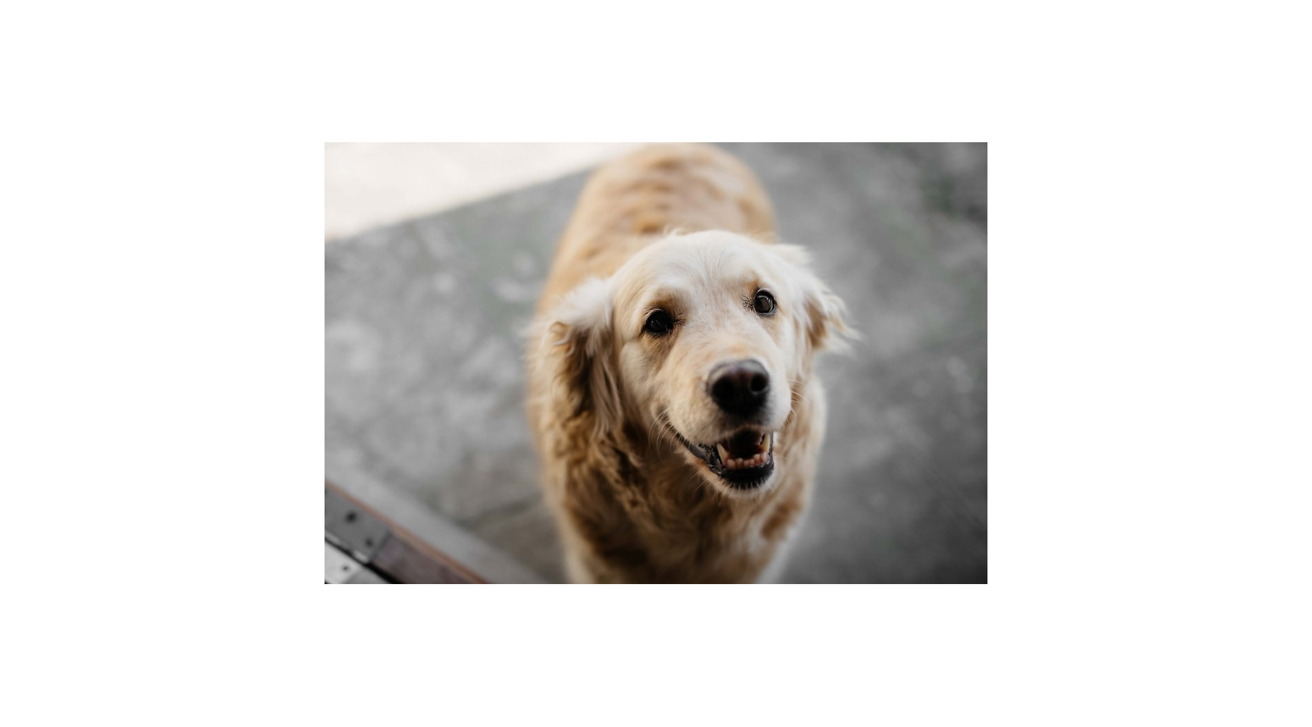 Olej z łososia dla psa - jakie daje efekty?